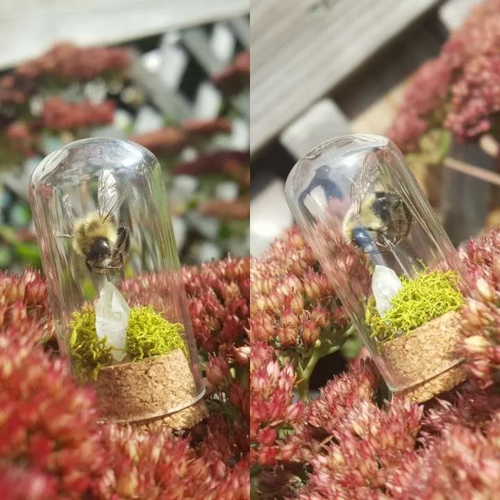 Bee preserved in a glass vial with moss and crystal by Stabby Tabby Creations