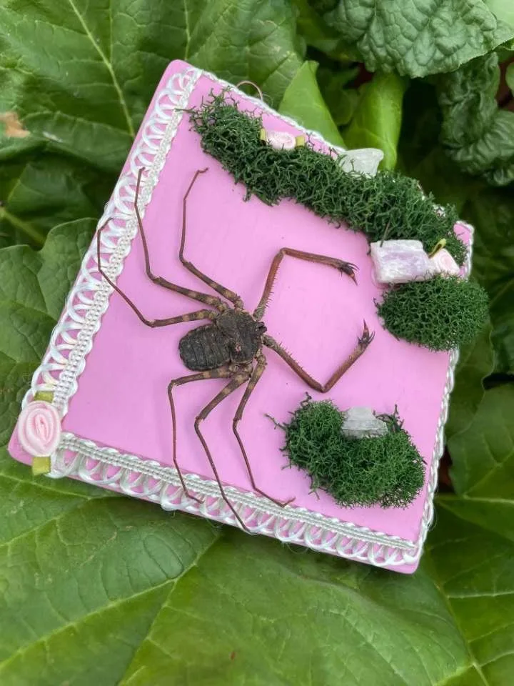 Whip spider specimen art on a pink plaque with moss by Stabby Tabby Creations